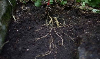 種植人參，做好這五步，可保證高產(chǎn)優(yōu)質(zhì)黑參產(chǎn)品