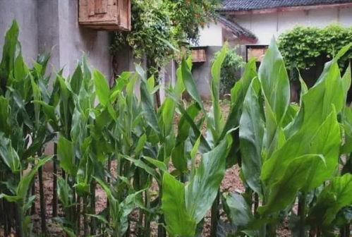 田間珍寶 地上酷似生姜、營養(yǎng)堪比人參的野生野菜